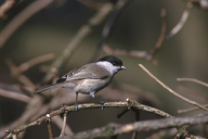 Parus montanus