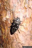 Calcophora mariana