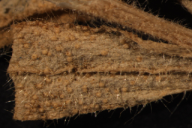 Melampsora cerastii