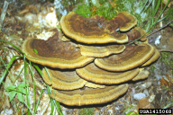 Phaeolus schweinitzii