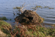 Ondatra zibethicus