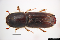 Ips sexdentatus