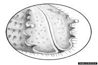 Ips sexdentatus