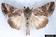 Autographa gamma