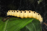 Yponomeuta cagnagella