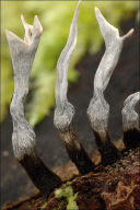 Xylaria hypoxylon