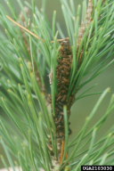 Acantholyda