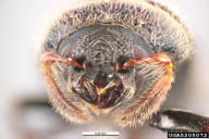 Phloeotribus scarabaeoides