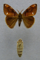Orgyia recens