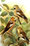 Coccothraustes coccothraustes