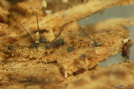 Ceratocystis fimbriata f. platani