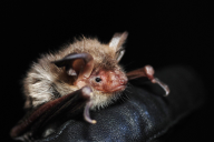 Myotis bechsteini