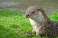 Lutra lutra