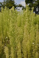 Conyza canadensis