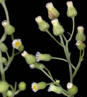 Conyza canadensis