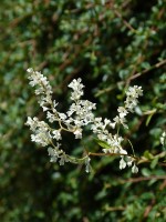 Fallopia baldschuanica