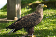 Haliaeetus albicilla