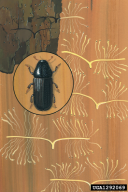 Tomicus minor