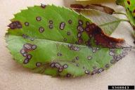Diplocarpon mespili
