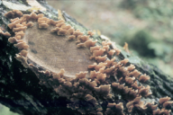 Stereum hirsutum