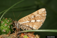 Bupalus piniarius