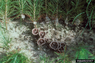 Thelephora terrestris