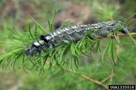 Dendrolimus sibiricus
