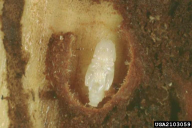 Ips sexdentatus