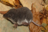 Neomys