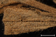Melampsora cerastii