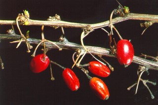 Berberis thunbergii