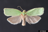 Tortrix viridana