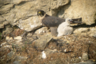 Falco peregrinus