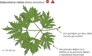 Rubus laciniatus