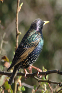 Sturnus vulgaris