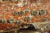 Truncatella hartigii