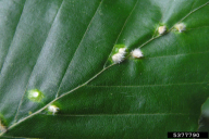 Hartigiola annulipes