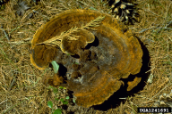 Phaeolus schweinitzii