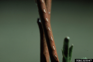 Stictocephala bisonia