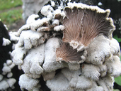 Schizophyllum commune