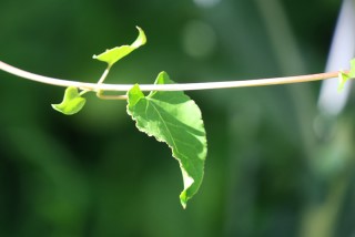 Fallopia baldschuanica