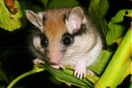 Eliomys quercinus